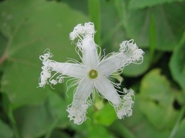 Trichosanthes Tricuspidata Tindora 10 Seeds USA Garden - £7.72 GBP