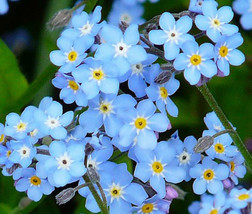 US Seller 401 Seed Woodland Blue Blooms Spring Summer F.Sun/Shade - £7.54 GBP