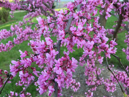 Fresh Avondale Redbud Tree{Cercis Chinensis} Indoor/Outdoor 10 Seeds Free Shippi - £3.84 GBP