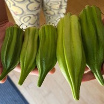 50 Giant Okra Becks Big Buck Seeds Organic New Fresh Seeds USA - $13.30