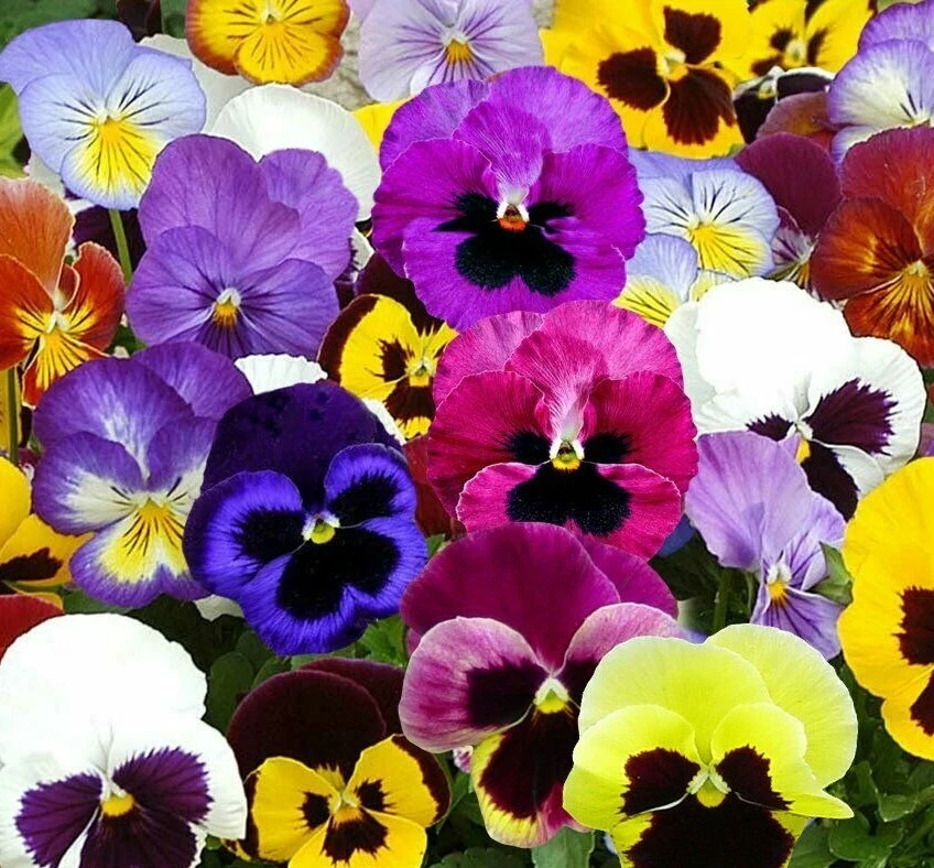60+ PANSY SEEDS  SWISS GIANT MIX flower GARDEN hardy BIENNIAL - $4.00