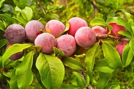 5+ American Plum Prunus Americana Seeds - £9.35 GBP+