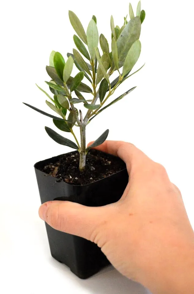 2 Olive Tree Live Plants of Peace Olea Europaea-2.5 Pot Indoor Outdoor U... - $29.85