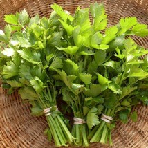 US Seller 200 Chinese Cutting Celery Seeds  Heirloom Nan Ling Kintsai - £7.10 GBP