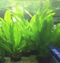 Aquarium Plants Echinodorus Martii Pot Ruffled Amazon Sword Major Aquatic - £18.79 GBP