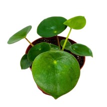 Peperomia Raindrop 4 inch polybotrya Rain Drop - £37.42 GBP