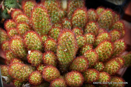 Rare Mammillaria Elongata @J@ Exotic Cacti Pinchushion Cactus Seed 20 Seeds - £7.18 GBP