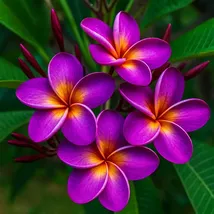 Purple Yellow Plumeria Seeds - Fragrant Tropical Flowers (5 Seeds) - $13.95