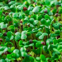 Basic Salad Microgreen Mix Organic New Fresh Seeds - £5.75 GBP