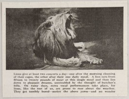 1920 Magazine Photos Huge Lion Gives Out a Huge Roar Bronx Zoo New York,NY - £8.03 GBP