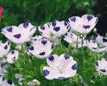 Five Spot Nemophila Flower Annual Wildflower 250 Seeds Fast Shipping - £7.16 GBP