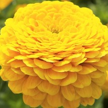 USA Seller Canary Bird Zinnia Seeds Yellow Zinnia Elegans Giant Cut &amp; Come Again - £10.43 GBP