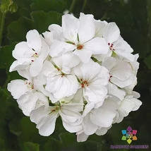 25+ Patriot White Geranium Seeds for Garden Planting - $4.98