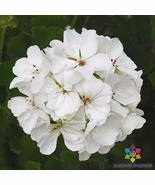 25+ Patriot White Geranium Seeds for Garden Planting - €4,32 EUR