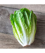 Romaine Lettuce Parris Island Cos Romaine Lettuce 1000+ Seeds  - $11.00