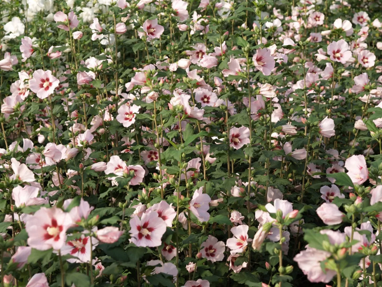 Hibiscus Syriacus &#39;Hamabo&#39;- Starter Plant - Approx 4-6&quot; - Gardening - US... - $500.17 MXN