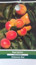 4&#39;-6&#39; Live Royal Apricot Tree Healthy Fruit Trees Natural Plant New Home Garden - £111.20 GBP