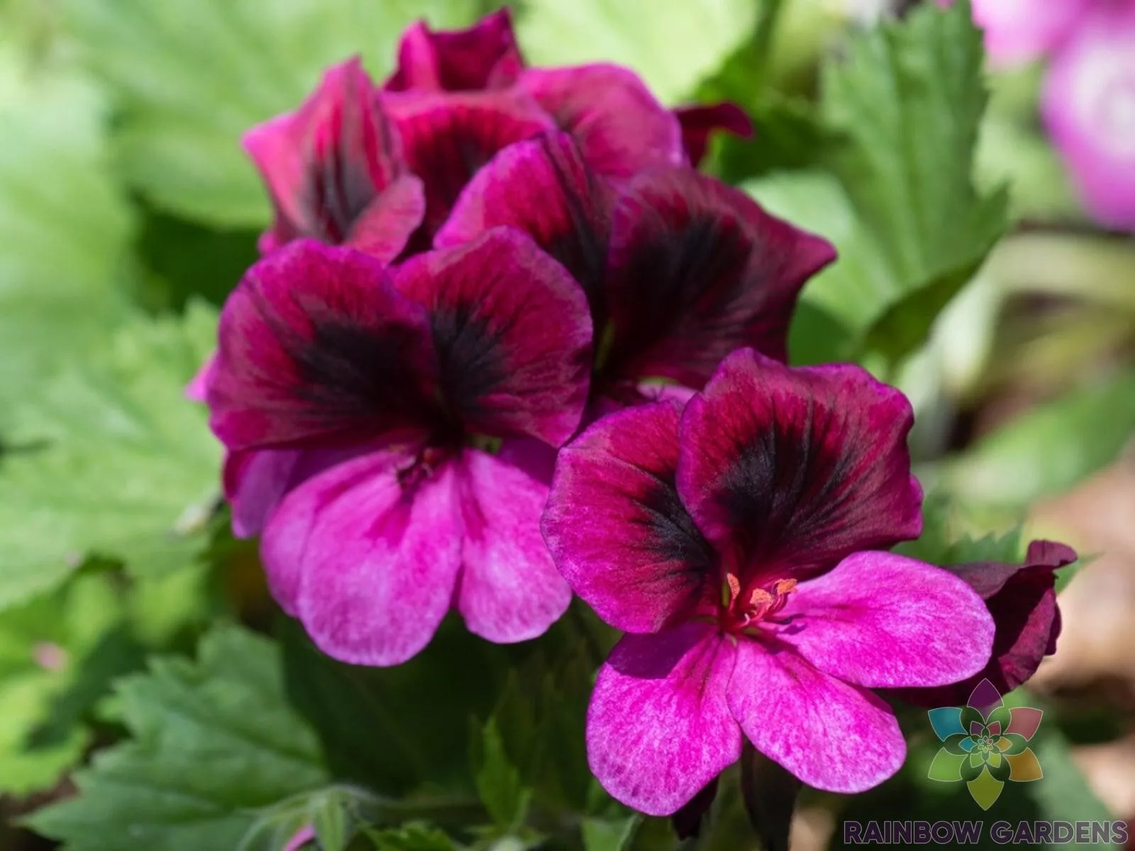 SYST 25 Seeds Martha Washington Regal Geranium Non Gmo Seed Catalog Home Garden - $11.98