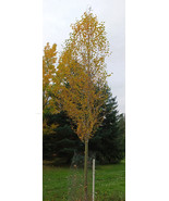 Simon Poplar- Great for windbreaks and Shade Trees- Very Drought Tolerant - £17.01 GBP+