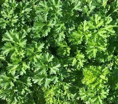 Grow In US Parsley Seeds 500+ Forest Green Curled Herb Garden Cooking Health - £6.59 GBP