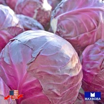 Nongmo 250 Cabbage Seeds Red Acre (Organic) Heirloom Garden Us Seller - £4.61 GBP