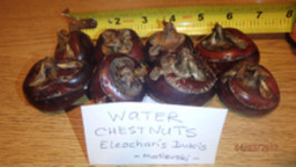 Chinese Water Chestnuts 16 Bulbs (Eleocharis Dulcis), Sweet, Edible - $26.10