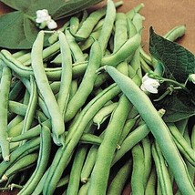 Kentucky Wonder Bush Green Bean 100 Seeds - £5.93 GBP