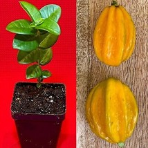 Pitangatuba &#39;Big Elongated Fruit&#39; Star Cherry Eugenia Selloi neonitida  PLANT - £19.53 GBP