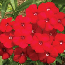 LWSTORE Red Phlox Annual Rock Gardens Heirloom Flower Pure Authentic Non... - £6.78 GBP