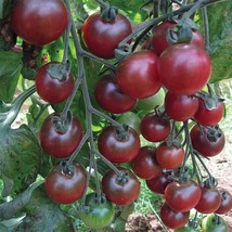 50 + Seeds  Rosella Tomato Tomatoe Vegetable Garden Edible Canning From Us  - $8.94