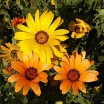 New African Daisy flower seed Beautiful Grown Specialty Fresh USA Garden - $10.45