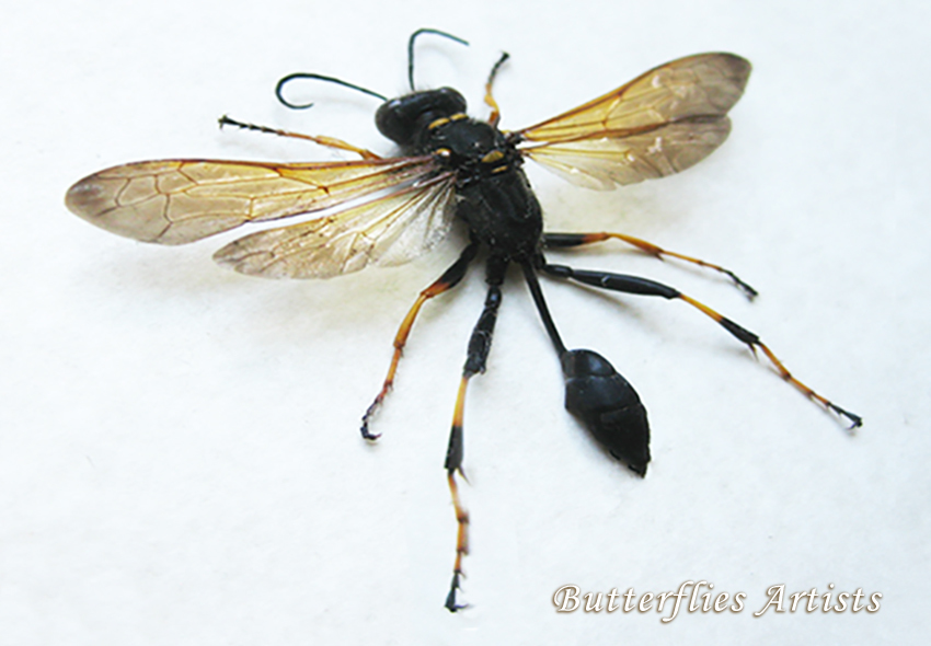 Yellow-legged Mud-dauber Wasp Sceliphron Caementarium Framed Entomology ... - $62.99