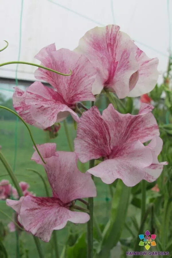 50+ Chocolate Flake Sweet Pea  Streamer Seeds for Garden Planting - €4,35 EUR