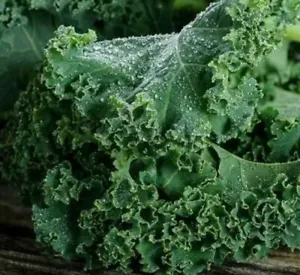 20+ Kale Dwarf Blue Curled Scotch Kale Seeds Non Gmo Heirloom Fresh Garden - £3.13 GBP
