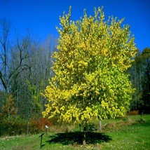 20 Osage Orange Tree Seeds (Maclura Pomifera) Hedge Apple Fast Hardy Mon... - £7.05 GBP