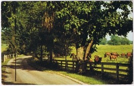 Postcard Horse Breeding Farm Kentucky Bluegrass Region Near Lexington Kentucky - £3.10 GBP