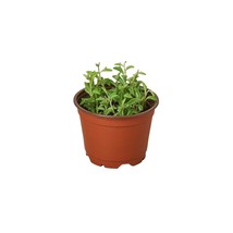 Succulent &#39;String of Dolphins&#39;-6&quot; Pot / Nursery Pot - $1,333.94 MXN