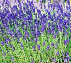 BStore Lavender Seeds 90 Herbs Perennial Garden Plants Aroma Culinary - £6.74 GBP