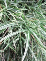 50 Bamboo Seeds Privacy Plant Garden Clumping Shade Screen &quot;Dwarf Malay ... - $14.98