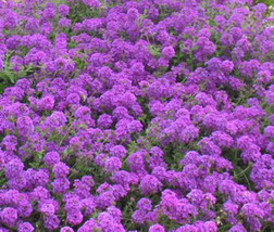 Rock Cress Purple Aubrieta Deltoidea  200 Seeds From US - $10.99