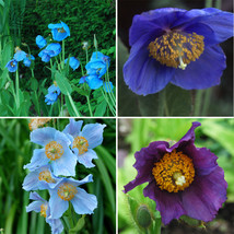 ALGARD Mixed 4 Types Corn Poppy Blue Sky Blue Purple Perennial Flowers Bonsai 10 - £2.90 GBP