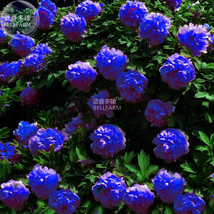 Peony Dark Blue Climbing Flower Seeds 5 Seeds Professional Pack Big Blooms Peren - £5.47 GBP