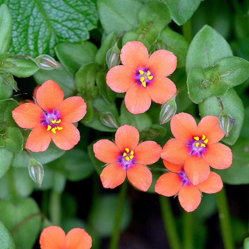 Pimpernel (Anagallis Arvensis) 100 Seeds