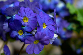 NEW BELLFARM 100 Seeds Giant Dark Blue &amp; Light Blue Flax Linum Usitatissimum FRE - £5.86 GBP