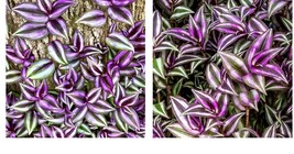 Purple plant 10 Wandering Jew Tradescantia Zebrina Plant Cuttings  - £21.69 GBP