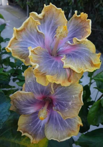 New Fresh 20 Purple Yellow Hibiscus Seeds Flower Flowers Seed - $13.58