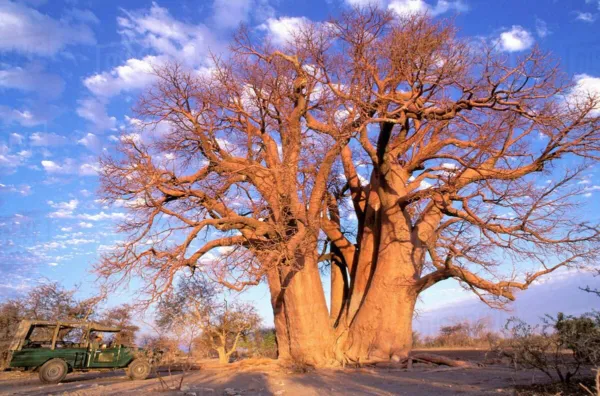 Fresh African Baobab Adansonia Digitata 10 Seeds Ship From Usa - $37.92