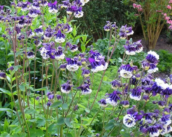 Top Seller 100 Mixed European Columbine Aquilegia Flower Seeds - $14.60