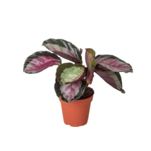 Calathea roseopicta 'Silvia' - $791.67 MXN