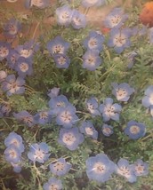 ArfanJaya Baby Blue Eyes Flower Seeds - £6.47 GBP